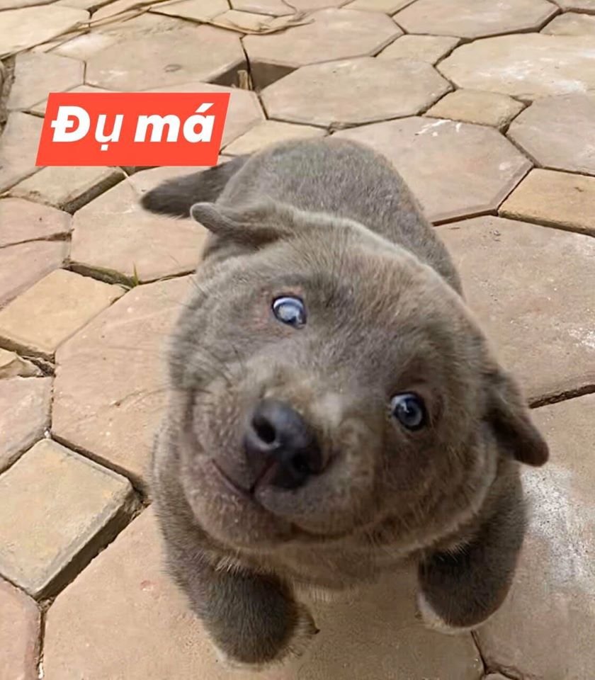 Perro adorable