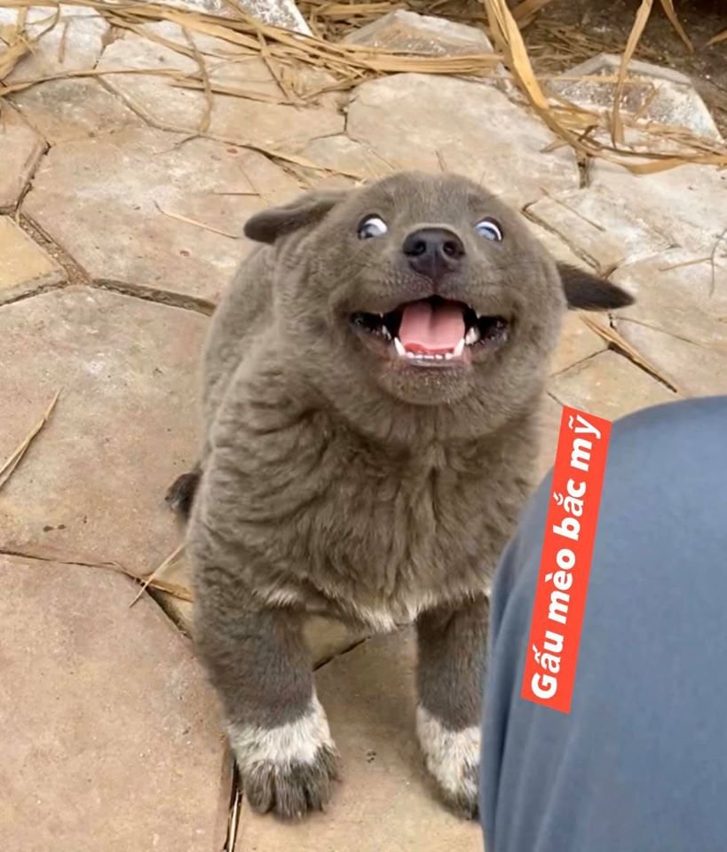 Perro con cara de gato