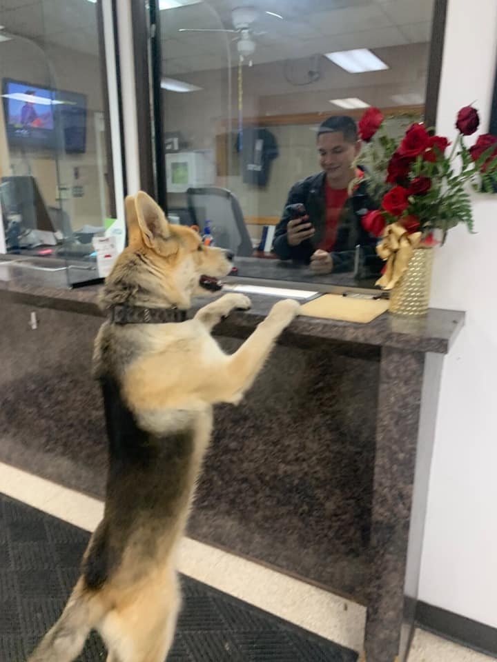 Perro entra en la estación de policia Perro entra en la estación de policia