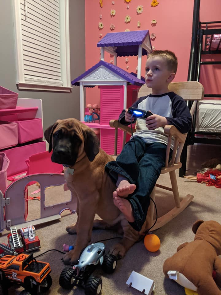 Perro leal acompaña a niño