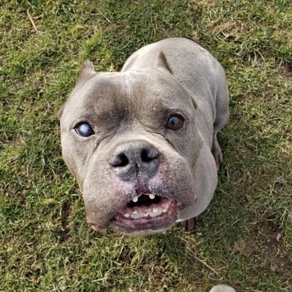 Perro mayor busca una familia