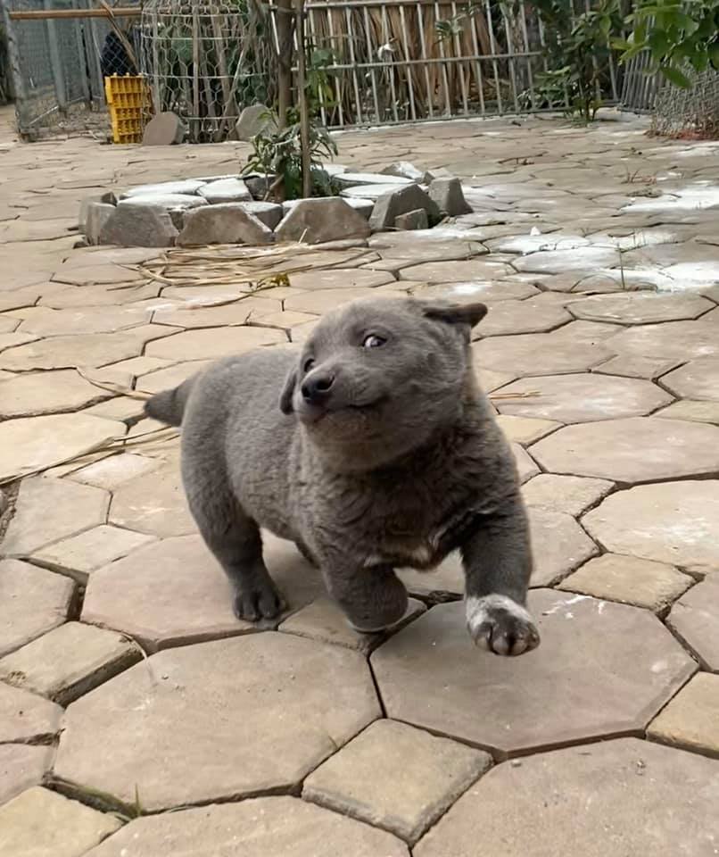 Perro parece gato