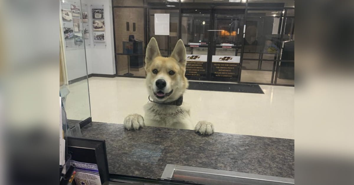 Perro perdido entra a la estacion de policia para reportarse como desaparecido