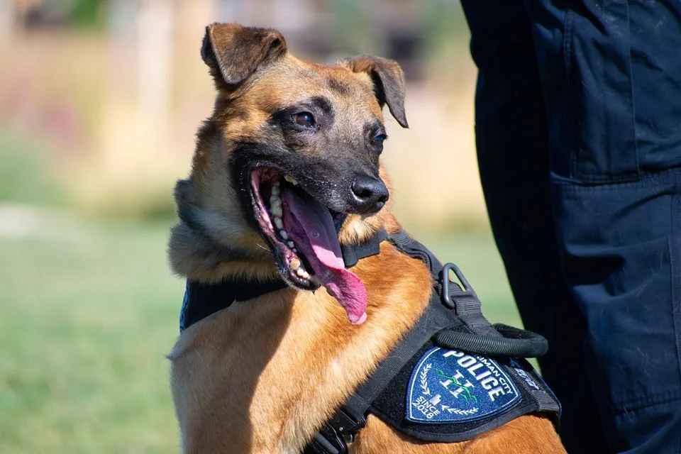 Perro policía será enterrado en un ataúd especial con su retrato 1 Perro policía k-9 Hondo