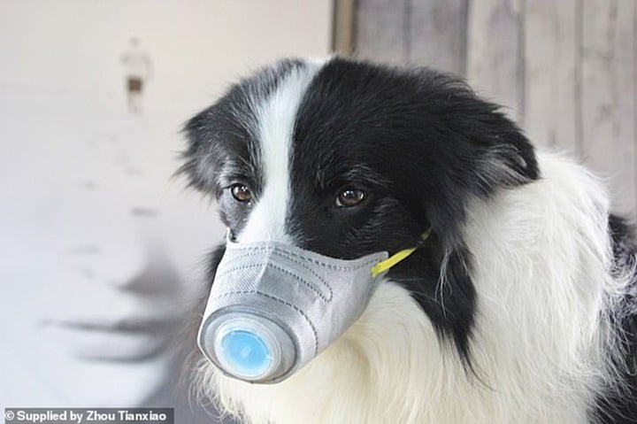 Perro usando protección contra coronavirus