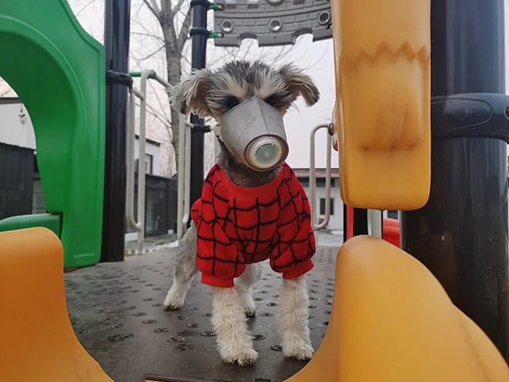 China ordena a las personas que se deshagan de sus mascotas por temor a contraer el coronavirus 5 Prevención para mascotas