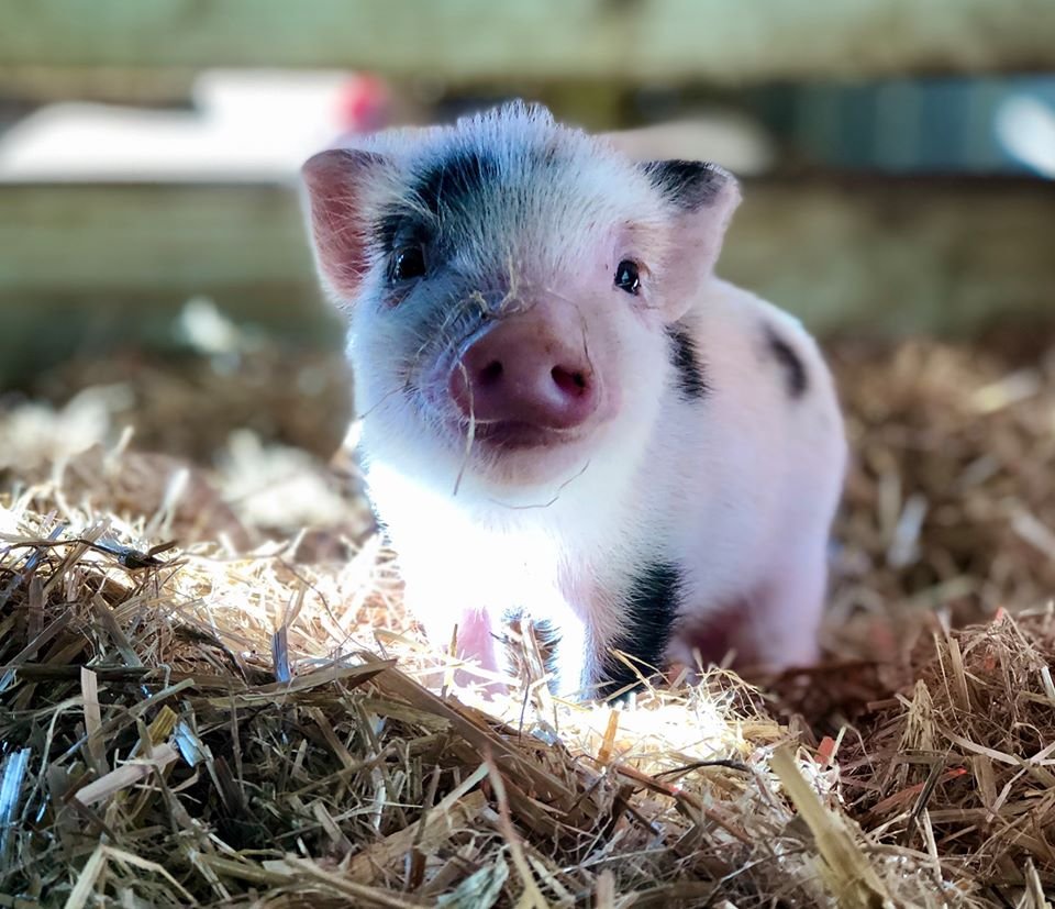 Santuario de animales busca voluntarios para abrazar cerditos y es un trabajo ideal 6 Santuario de animales cerdito
