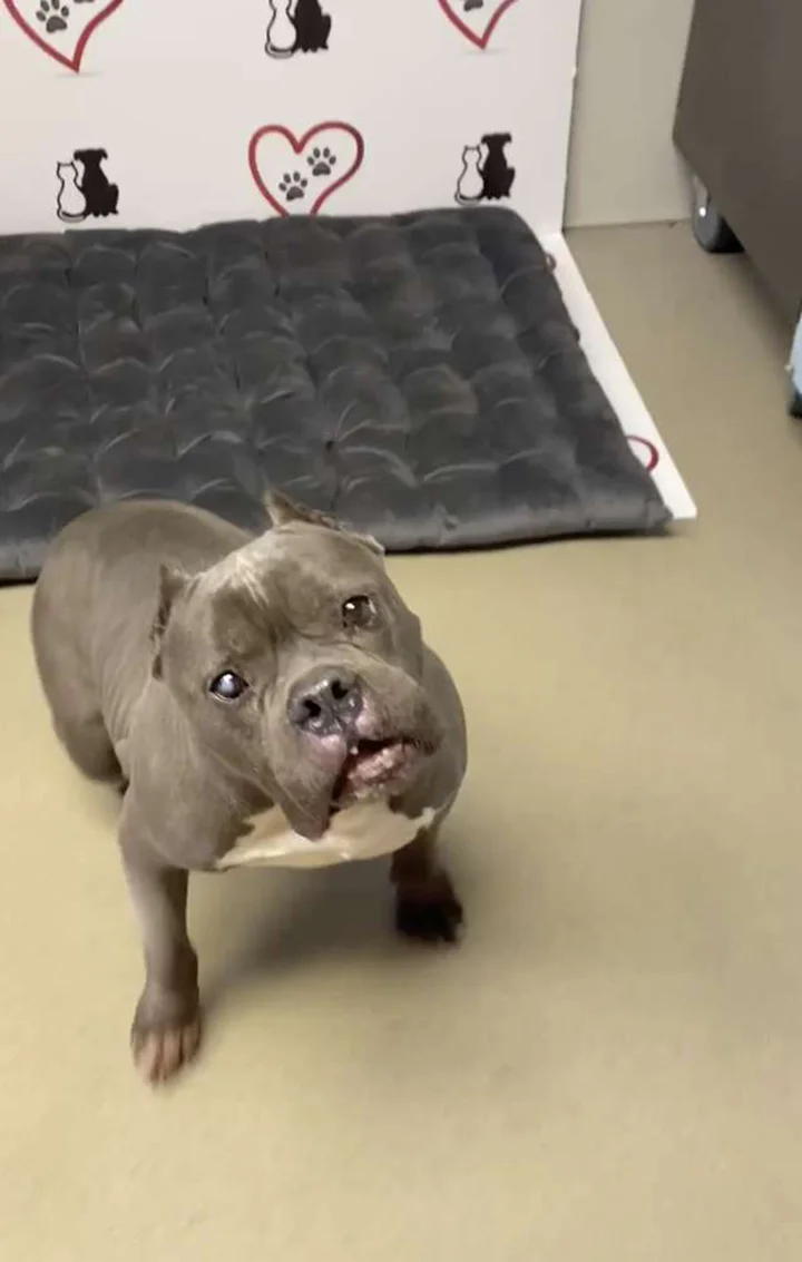 Wally necesita una familia