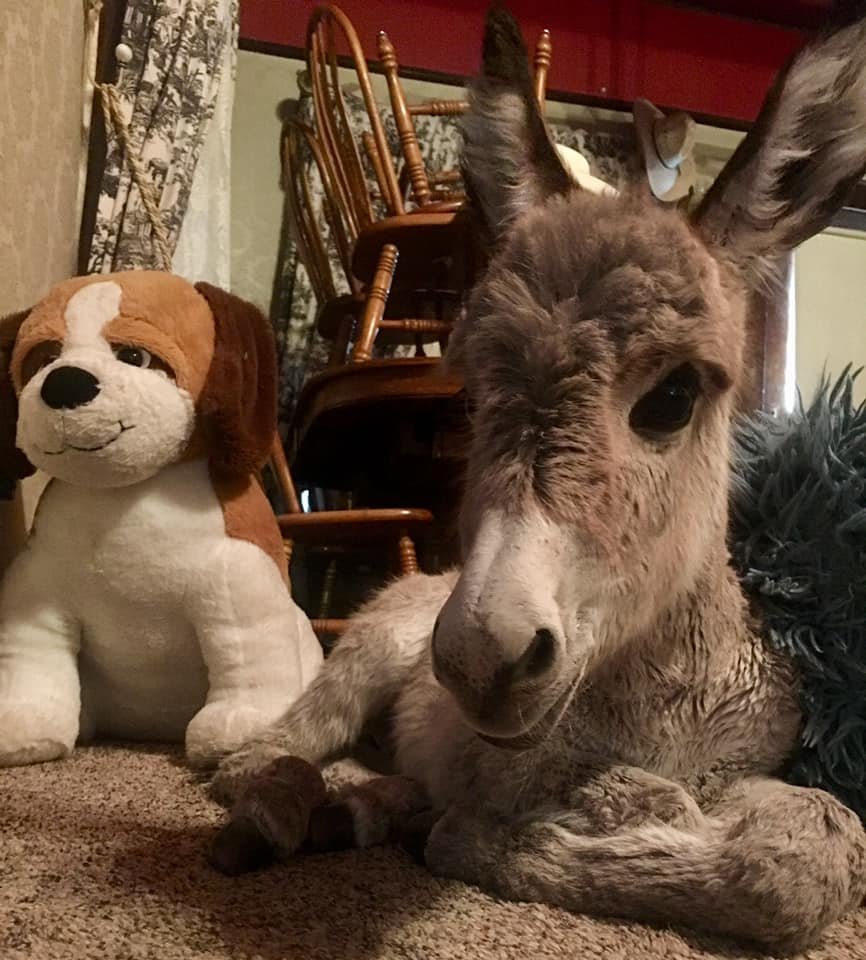 Burro adoptado actúa como un perro cuando ve que su papá está en casa 5 Walter Burro adoptado