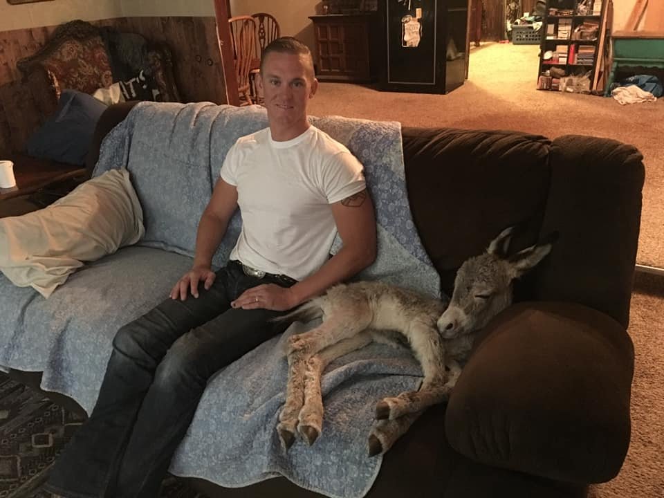 Burro adoptado actúa como un perro cuando ve que su papá está en casa 6 Walter y su padre