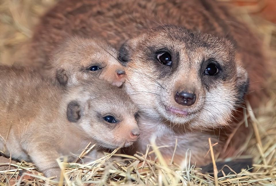 Estas adorables crías de suricato recién nacidas seguramente alegrarán tu día 8 Yam Yam y sus bebés