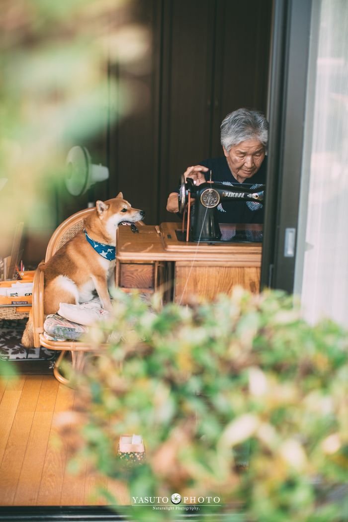 abuela en casa con su mascota abuela en casa con su mascota