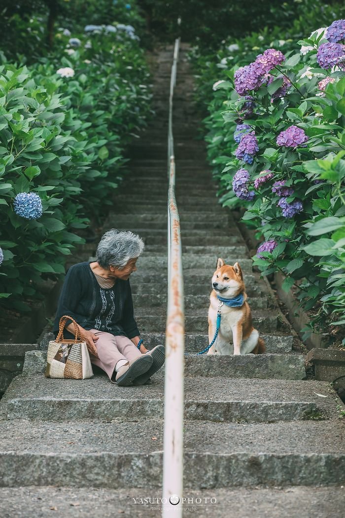 abuela y su shiba en escaleras abuela y su shiba en escaleras