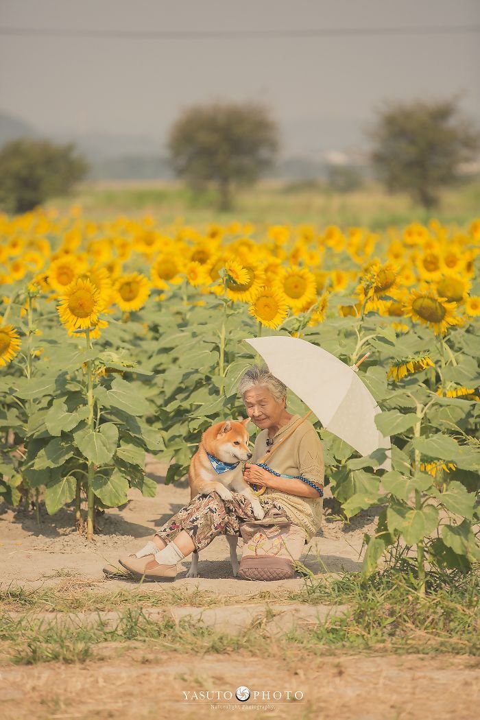 abuela y su perro entre girasoles abuela y su perro entre girasoles