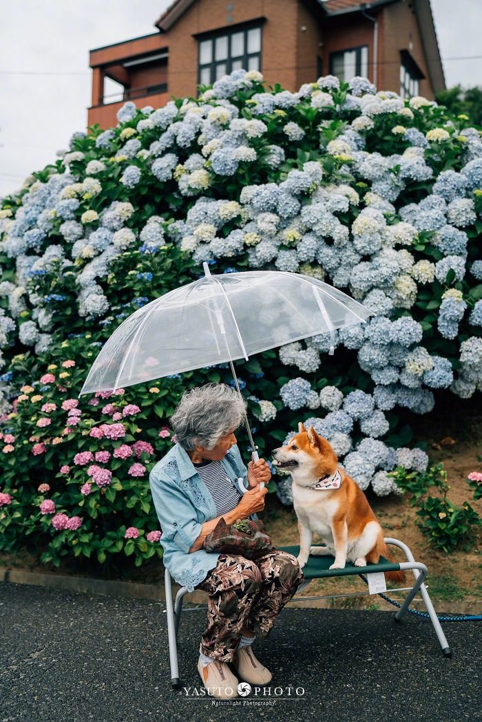 abuela y un shiba inu entre hortensias abuela y un shiba inu entre hortensias