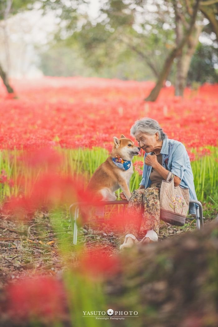 adulto mayo y su animal doméstico en un campo de flores rojas adulto mayo y su animal doméstico en un campo de flores rojas