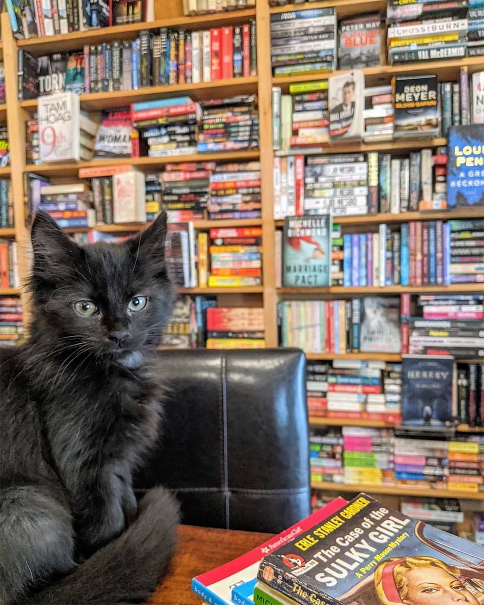 Gatitos deambulan libremente en esta librería y los clientes pueden adoptarlos 7 Gatos viven en librería