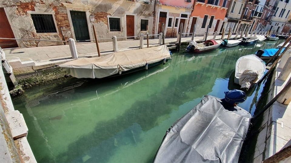 Animales invaden ciudades mientras las personas están en cuarentena 1 Aguas limpias en Venecia