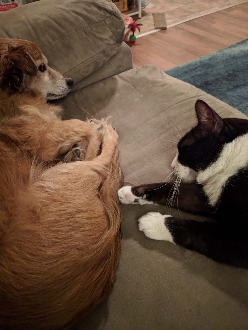 Gato se hace amigo de un perro y logra que éste sea adoptado por su familia 9 Animales de compañia descansan en su hogar