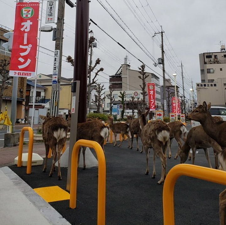 Animales invaden ciudades mientras las personas están en cuarentena 4 Animales en las calles de Japón