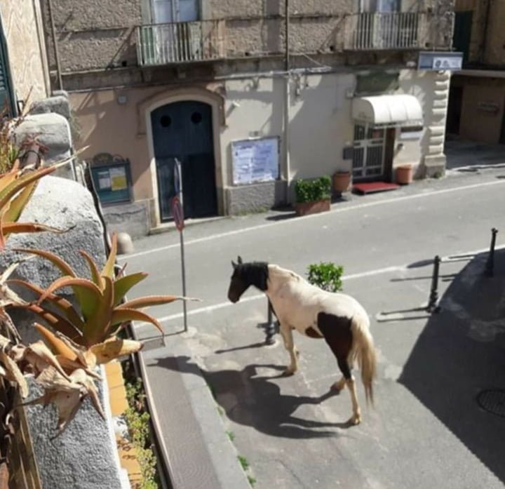Animales invaden ciudades mientras las personas están en cuarentena 6 Animales en las calles