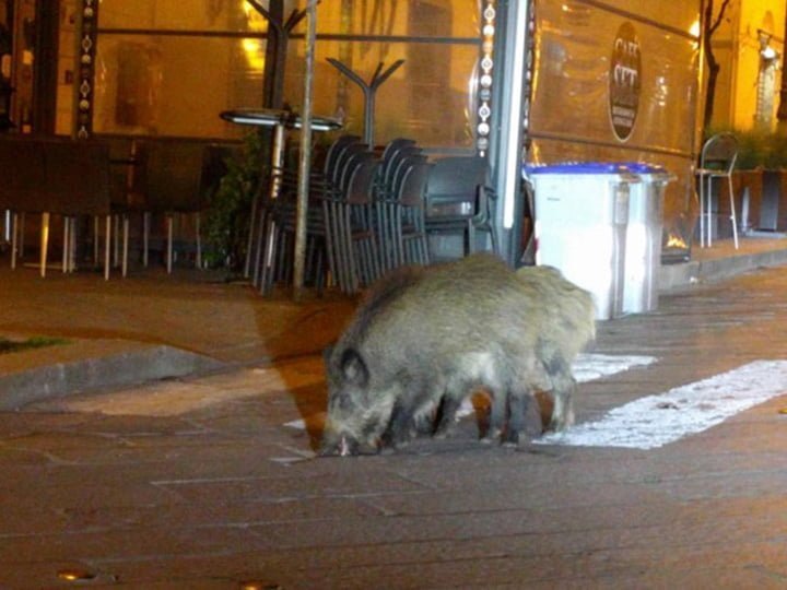 Animales invaden ciudades mientras las personas están en cuarentena 5 Animales invaden las calles de italia