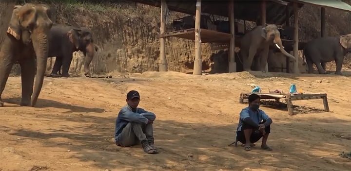 Decenas de elefantes utilizados para pasear turistas fueron liberados en Tailandia 10 Animales liberados en Tailandia