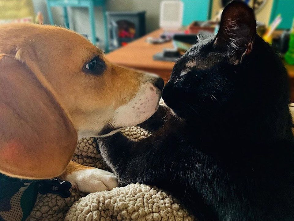 Beagle y gato