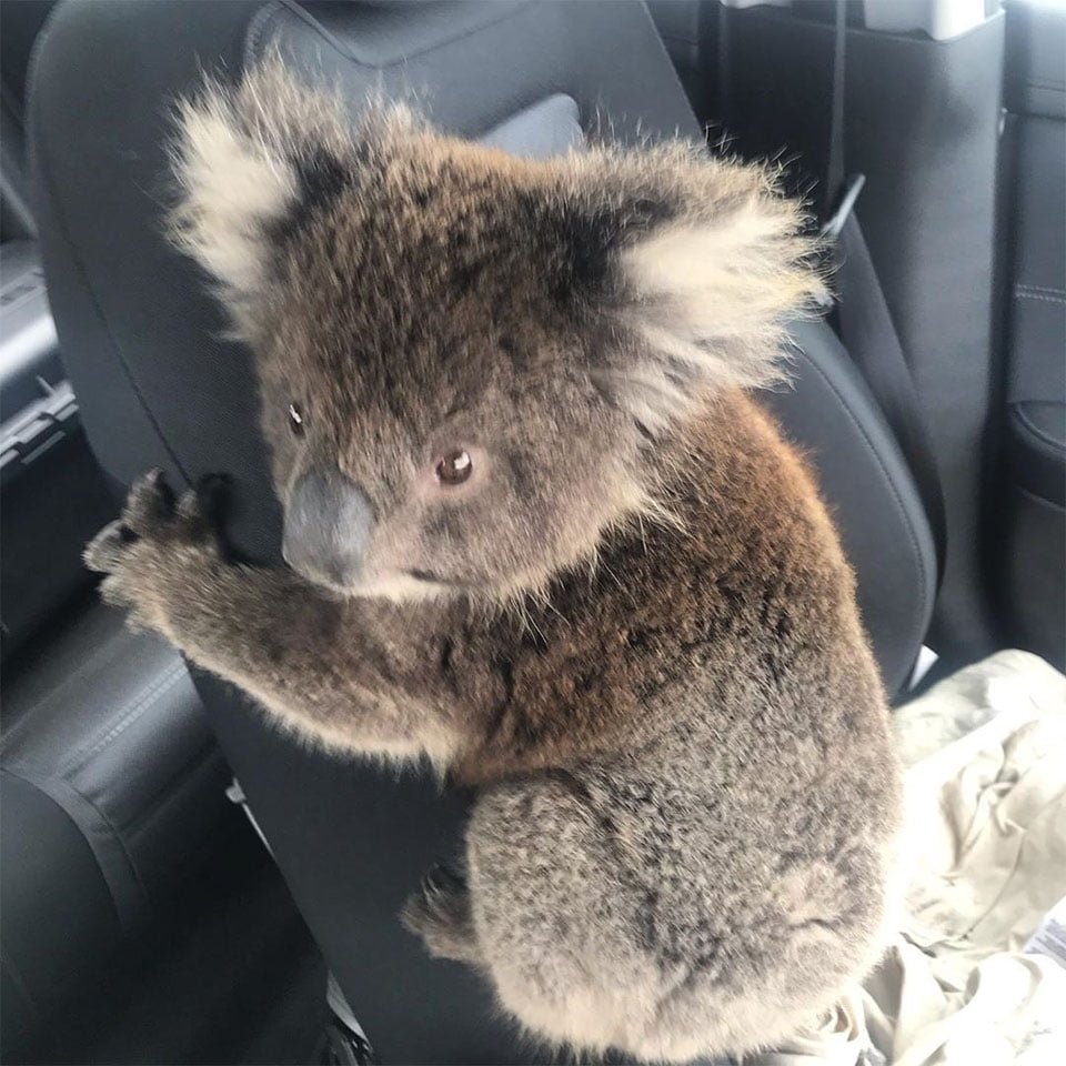 Koala salvado de los incendios forestales no deja de acurrucarse con su salvador 7 Bebé salvado