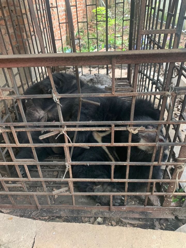 China promueve la bilis de oso como tratamiento para el coronavirus 9 Bilis de oso para tratamiento