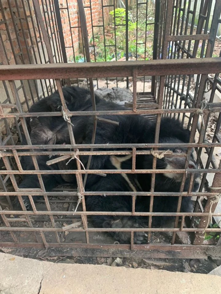 Bilis de oso para tratamiento