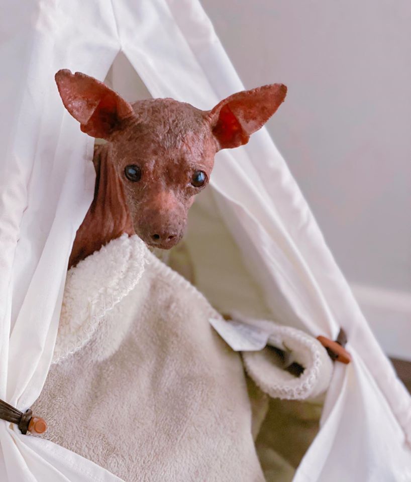 Perro que parecía una pequeña momia es tan bonito ahora 4 Blondie en proceso de recuperación