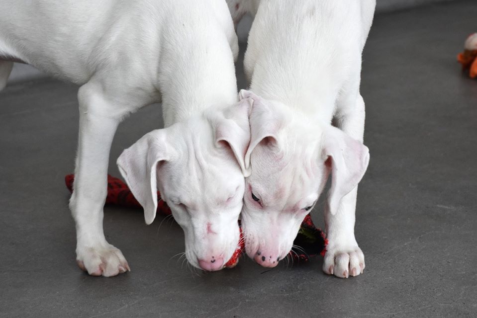 Cachorro ciego y su perro guía buscan un hogar juntos 5 Cachorro ciego y su perro guía