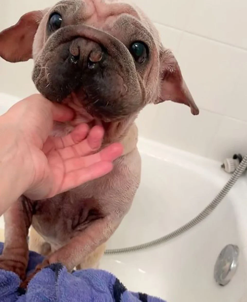 Cachorro especial recibe baño