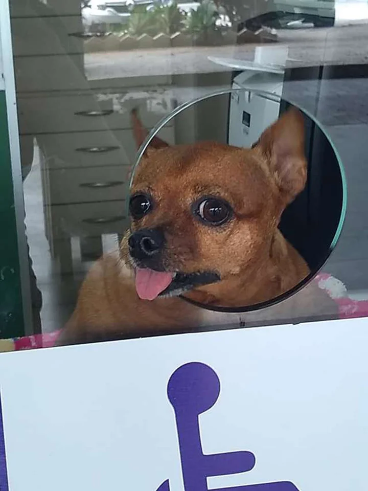 Perrita gordita trabaja como asistente en una estación de autobuses 1 Chiquita en el trabajo
