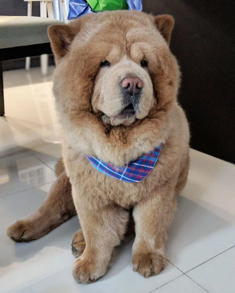 Conoce a Chowder, el Chow Chow que parece un oso de peluche gigante 6 Chow Chow parece un oso