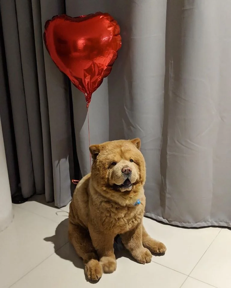 Conoce a Chowder, el Chow Chow que parece un oso de peluche gigante 5 Chowder, parece oso de peluche