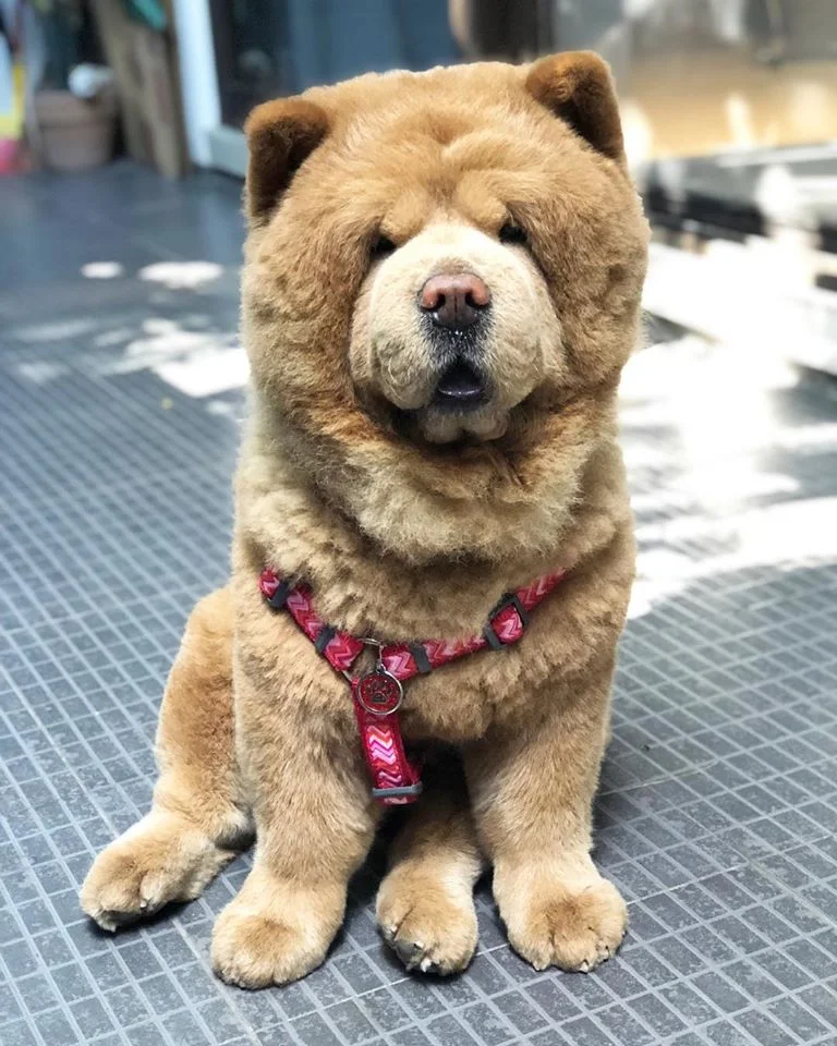 Conoce a Chowder, el Chow Chow que parece un oso de peluche gigante 3 Chowder paseando