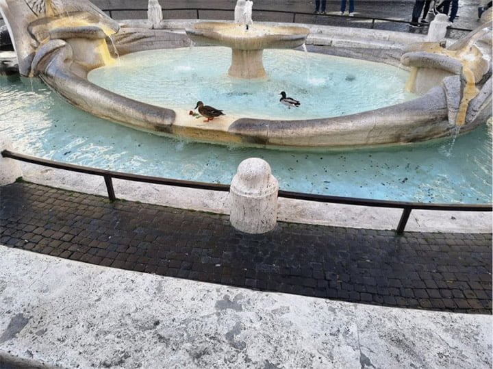 Animales invaden ciudades mientras las personas están en cuarentena 2 Cisnes visitan la ciudad