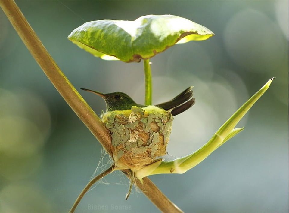 Colibrí inteligente construye un nido con techo para proteger a sus polluelos 7 Colibrí en su nido con techo