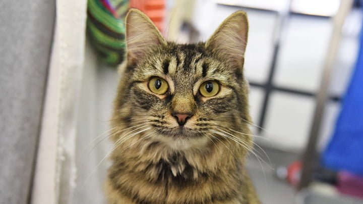 Refugio organizó una fiesta de cumpleaños para este gato, pero nadie asistió 8 Curiosa y linda Monique