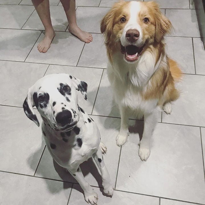 Dos perros felices sentados Dos perros felices sentados