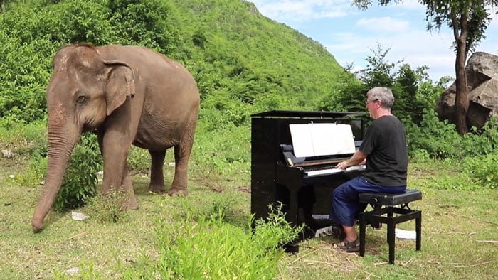 Elefante escuchando música clásica Elefante escuchando música clásica