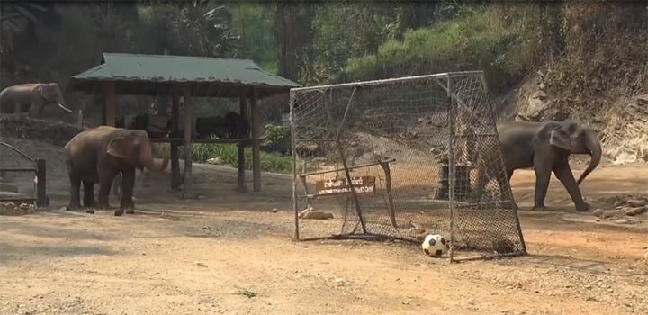Decenas de elefantes utilizados para pasear turistas fueron liberados en Tailandia 9 Elefantes en libertad