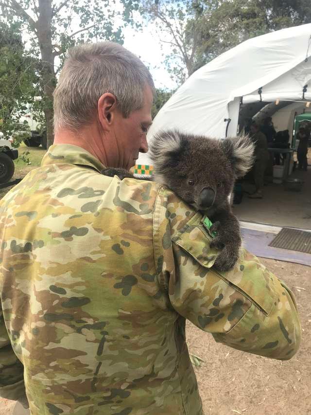 Enfermero militar cuida koala Enfermero militar cuida koala