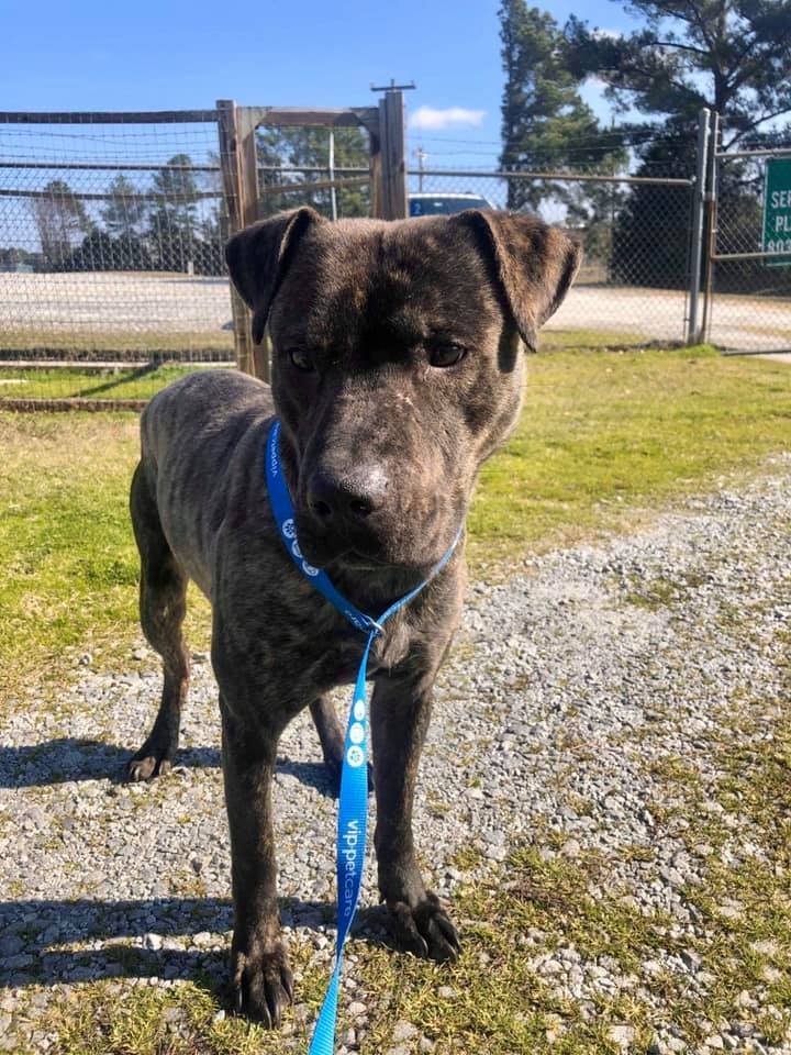 Perro del refugio no puede creer que acaba de conseguir su primera cama 6 Ezra en el refugio