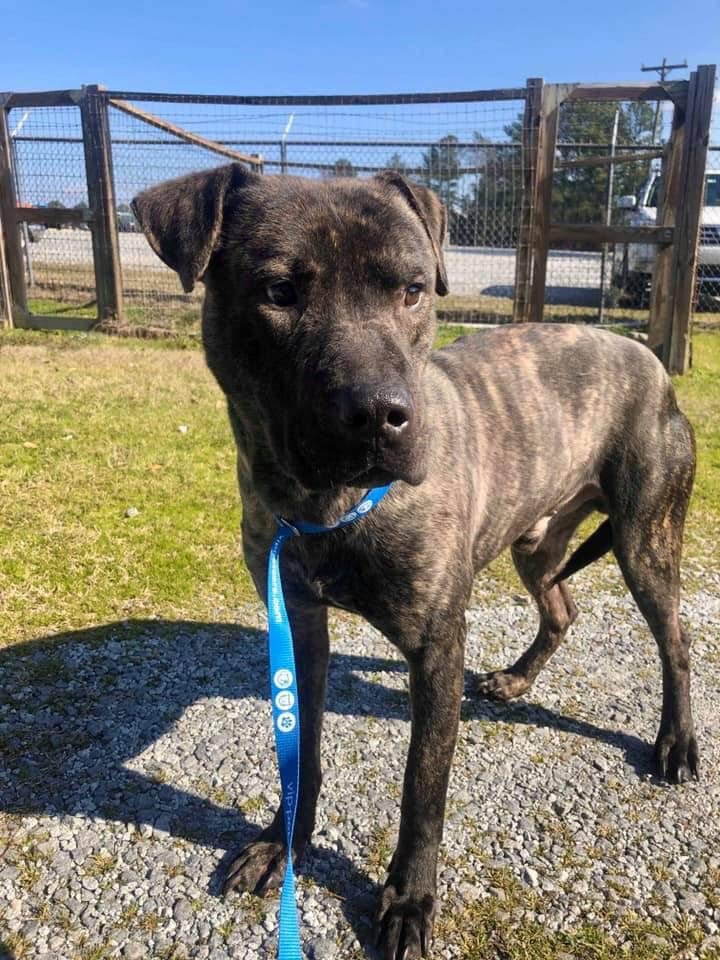 Perro del refugio no puede creer que acaba de conseguir su primera cama 8 Ezra paseando por las instalaciones