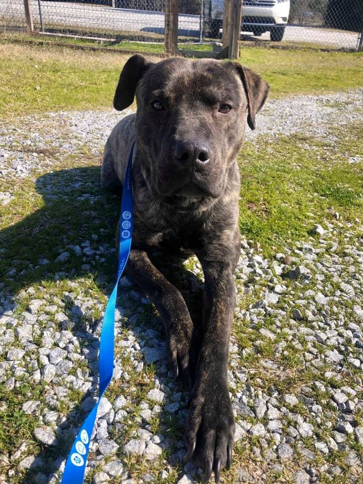 Perro del refugio no puede creer que acaba de conseguir su primera cama 5 Ezra sin conocer su regalo