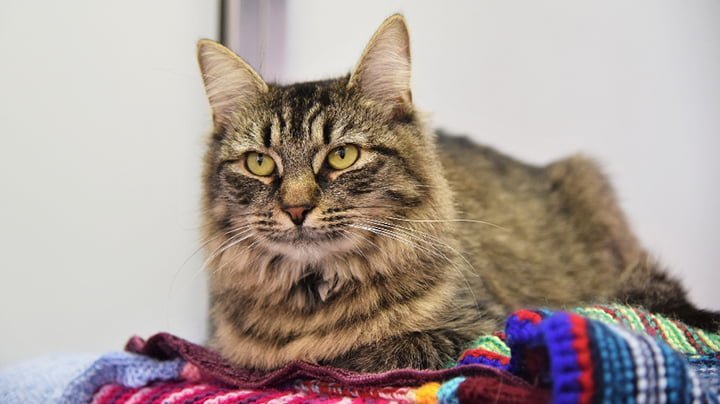 Refugio organizó una fiesta de cumpleaños para este gato, pero nadie asistió 9 Gata de 2 años esperando ser adoptada