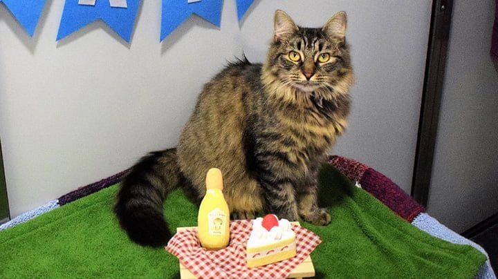 Refugio organizó una fiesta de cumpleaños para este gato, pero nadie asistió 13 Gata esperando invitados